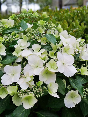 Fairytale Bride Hydrangea