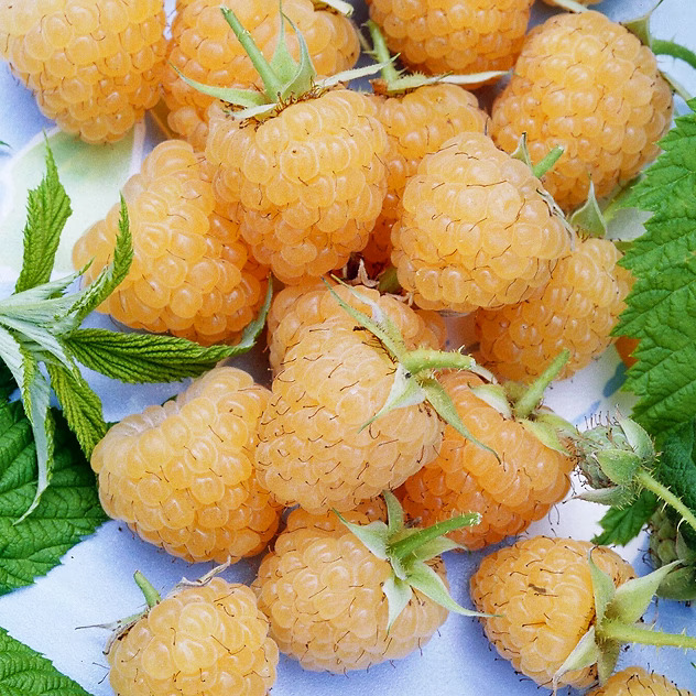 Glacier Raspberry Fall Gold Raspberry For Sale | The Tree Center