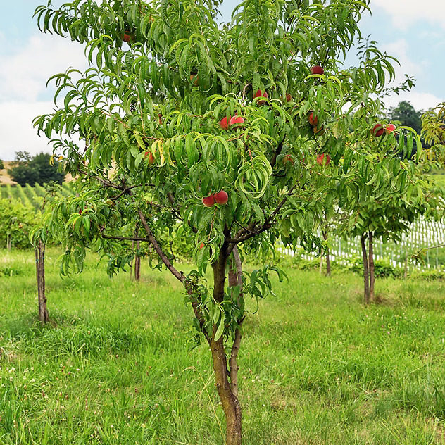 Fantasia Nectarine For Sale Online | The Tree Center