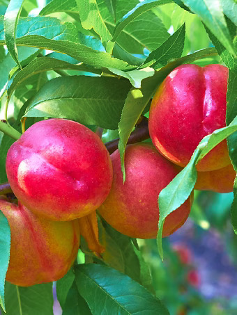 Fantasia Nectarine