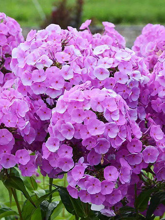 Fashionably Early Flamingo Phlox