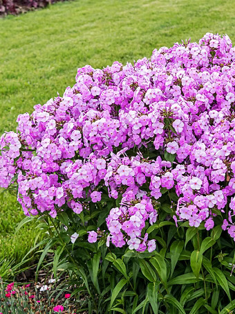 Fashionably Early Princess Phlox