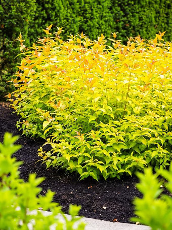 Firefly® Honeysuckle Bush