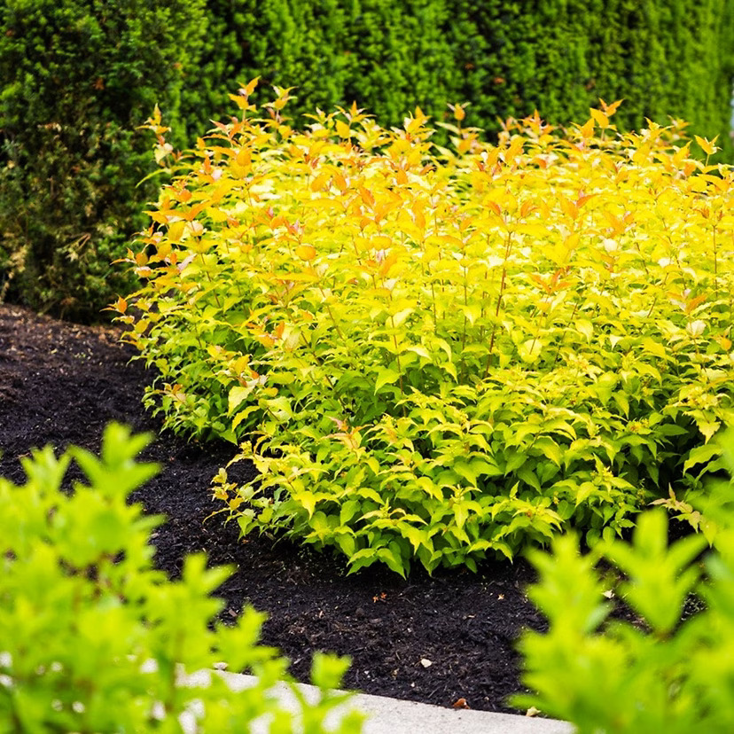 Honeysuckle Bush For Sale
