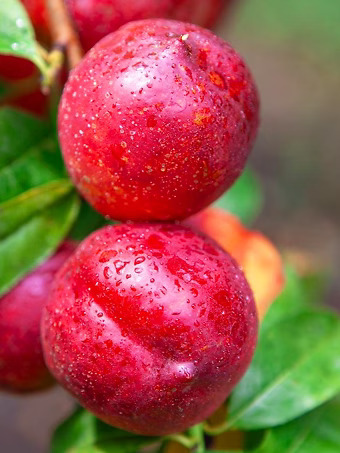 Flavortop Nectarine Tree