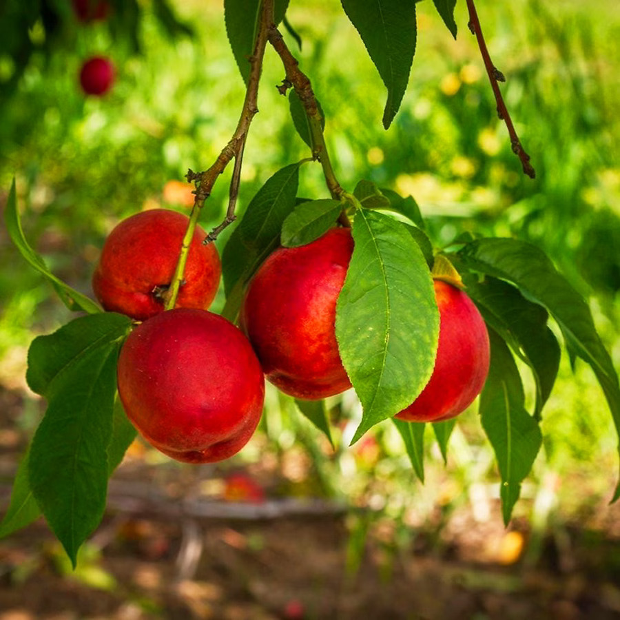 Flavortop Nectarine Trees For Sale | The Tree Center