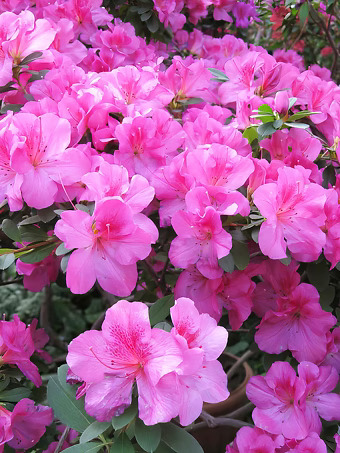 FlorAmore® Lavender Azalea