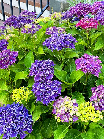 Frill Ride™ Hydrangea