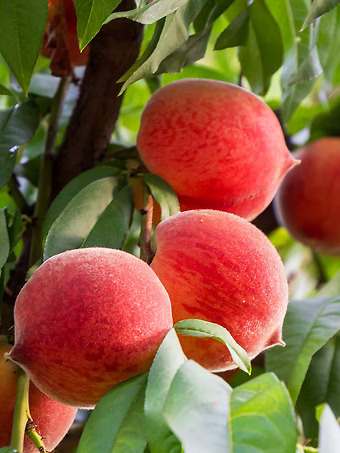 Frost® Peach Tree