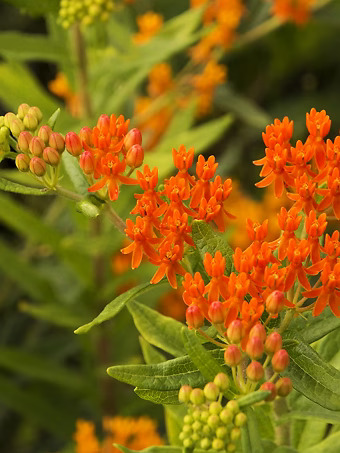 Gay Butterflies Milkweed