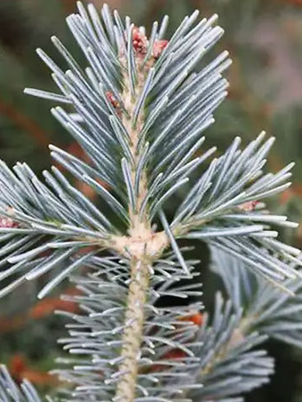 Glacier Blue Arizona Fir