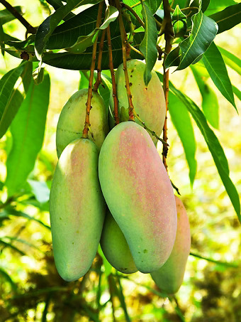 Glenn Mango Tree