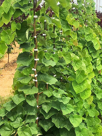 Green Machine Weeping Redbud