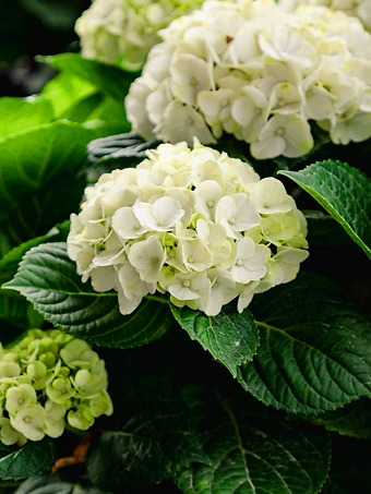 Grin and Tonic™ Reblooming Hydrangea