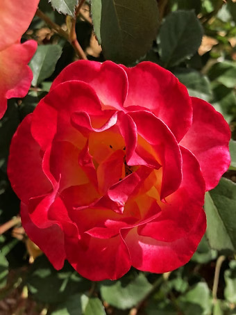 Gumball Goody™ Rose