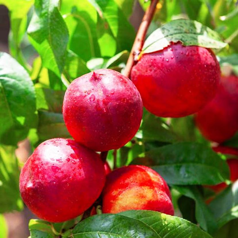 Hardired Nectarine For Sale | The Tree Center