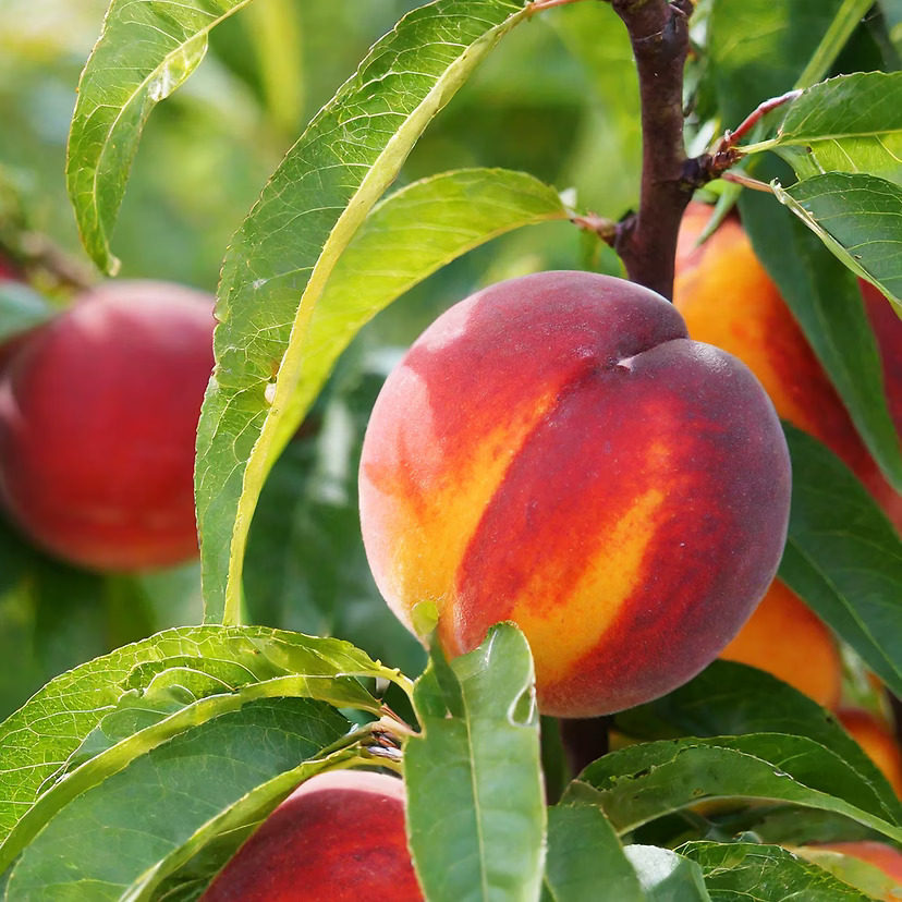 Hardired Nectarine For Sale | The Tree Center