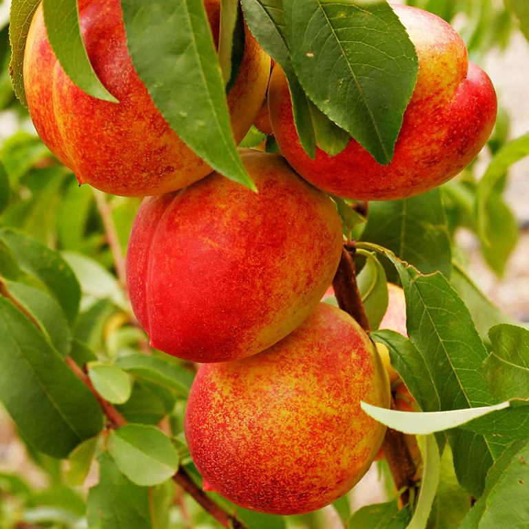 Hardired Nectarine For Sale | The Tree Center