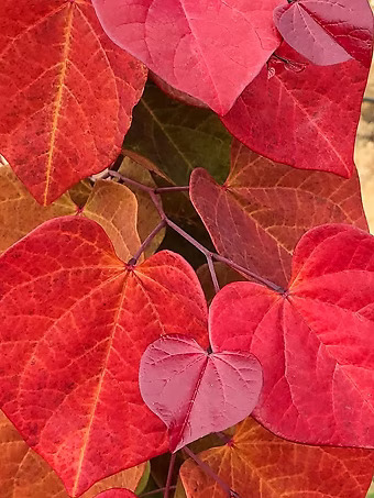 Hearts A'fire Redbud