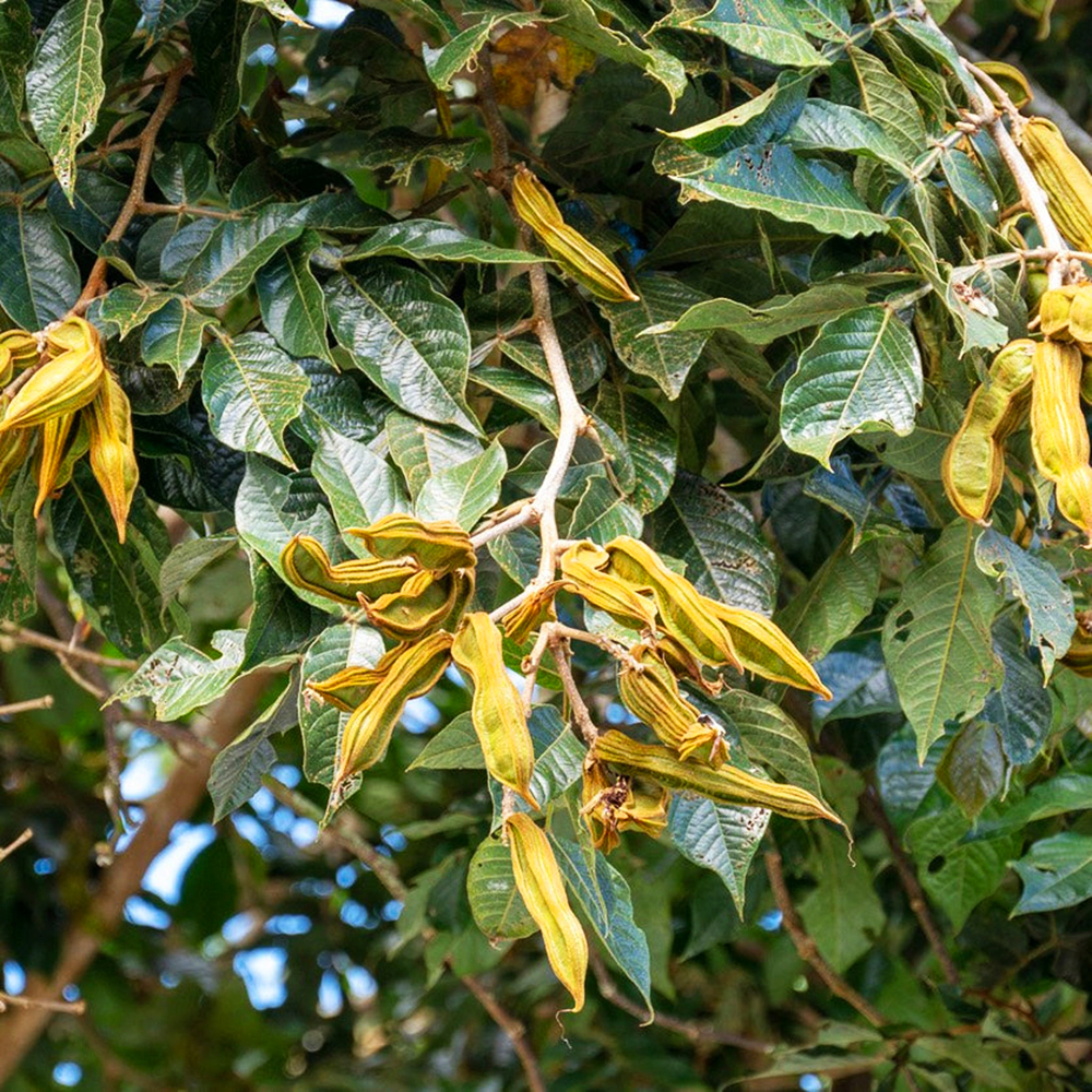 Ice Cream Bean Tree For Sale | The Tree Center