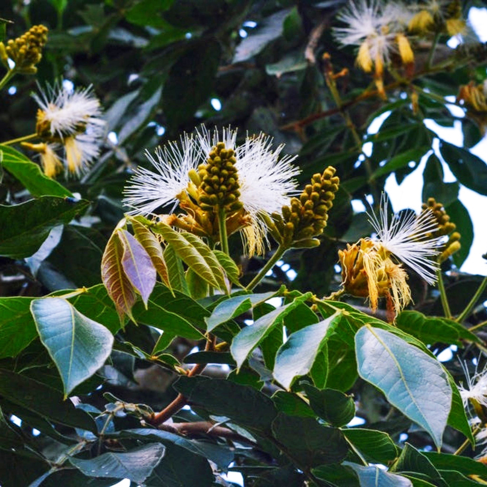 Ice Cream Bean Tree For Sale | The Tree Center