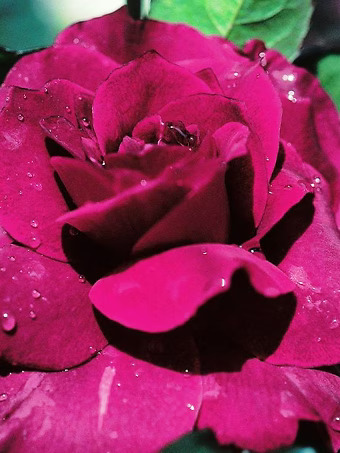 Intrigue Floribunda Rose - Tree Form