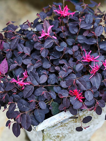 Jazz Hands® Mini Loropetalum