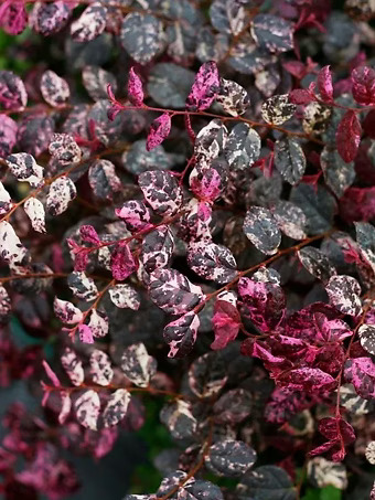 Jazz Hands® Variegated Loropetalum