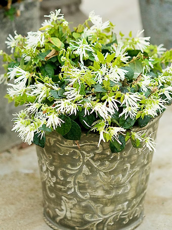 Jazz Hands® White Loropetalum