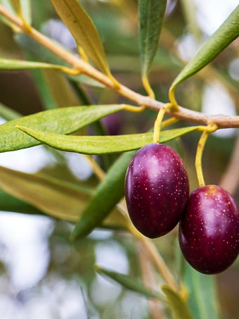 Koroneiki Olive Tree
