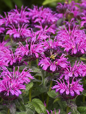 Leading Lady Plum Bee Balm