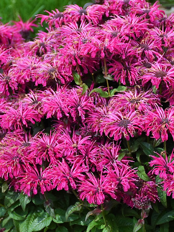 Leading Lady Razzberry Bee Balm