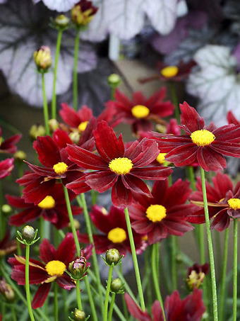 Li'l Bang™ Red Elf Coreopsis