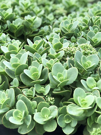 Lime Zinger Sedum