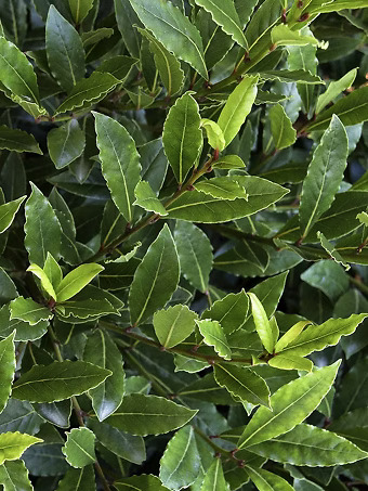 Little Ragu® Sweet Bay