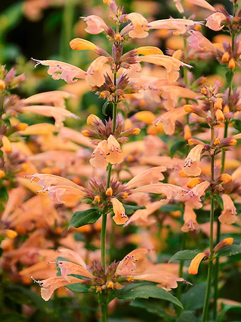 Mango Tango Agastache