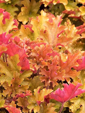 Marmalade Heuchera