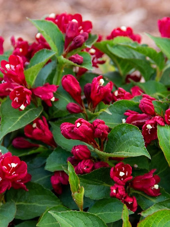 Maroon Swoon® Weigela