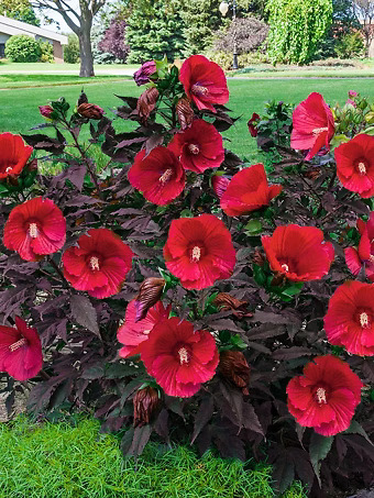 Midnight Marvel Hibiscus
