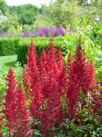 Mighty® Chocolate Cherry Astilbe