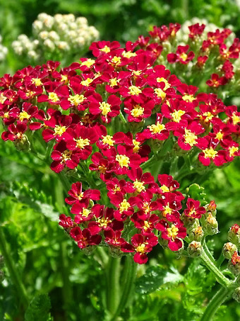 Milly Rock Red Achillea