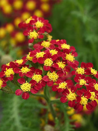 Milly Rock Red Achillea