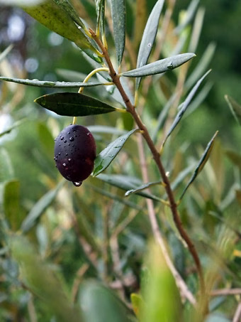 Mission Olive Tree