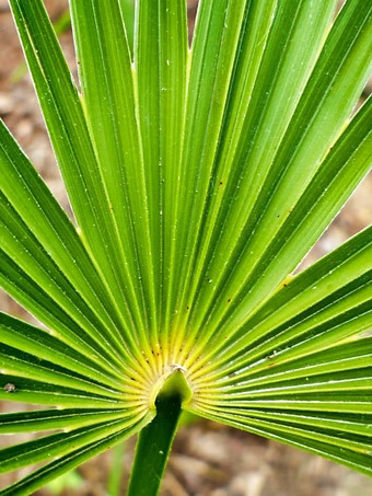 Needle Palm