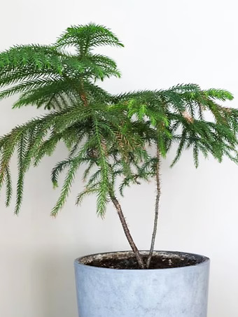 Norfolk Island Pine