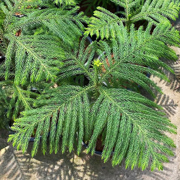 Norfolk Island Pine For Sale | The Tree Center