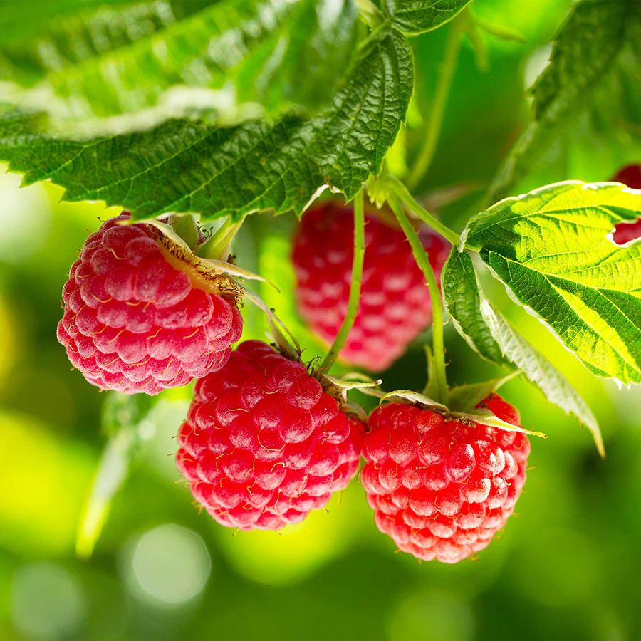 Real Rasberry One Nova Red Raspberry For Sale | The Tree Center