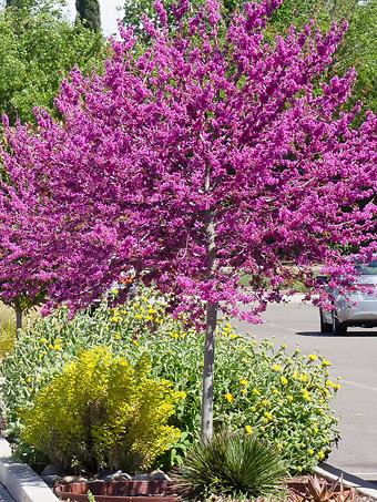 Oklahoma Sparkler Redbud