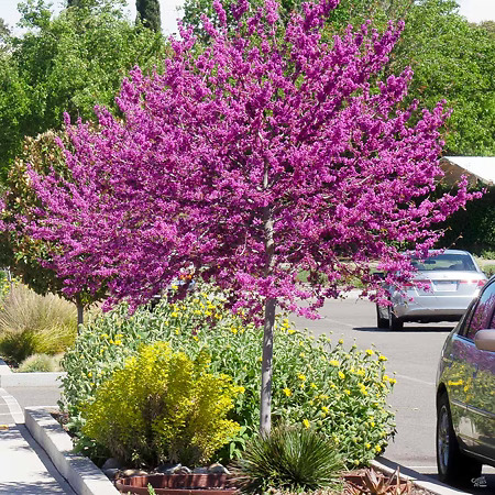 Oklahoma Redbud Tree For Sale