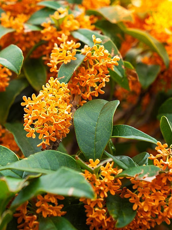 Orange Flowering Tea Olive